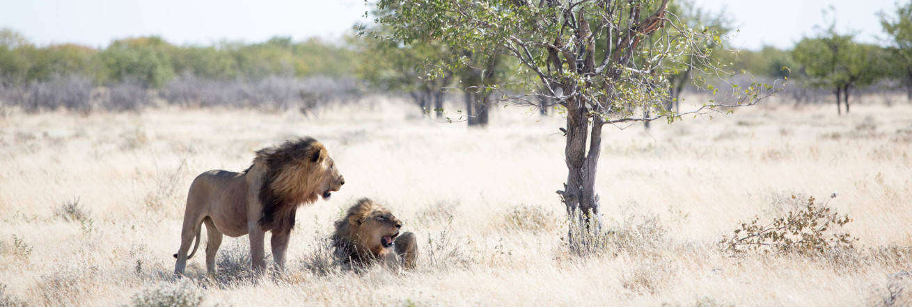 Lions in the Etosha National Park, Taleni Etosha Village