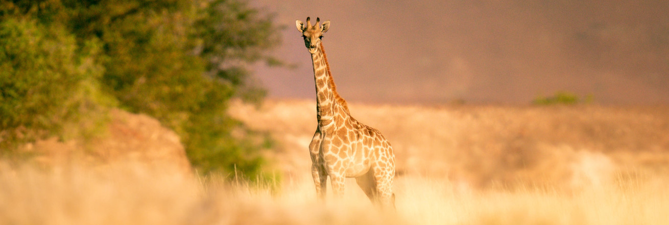 A young giraffe in Kaokoveld, Wilderness Desert Rhino Camp