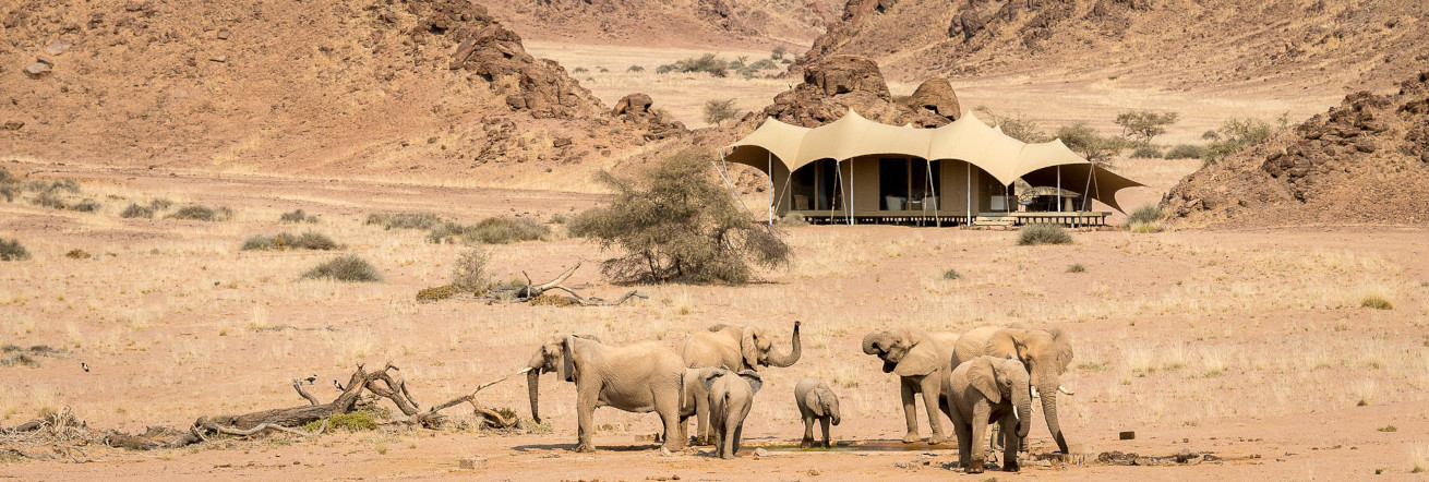 Desert elephants at Wilderness Hoanib Skeleton Coast, Namibia