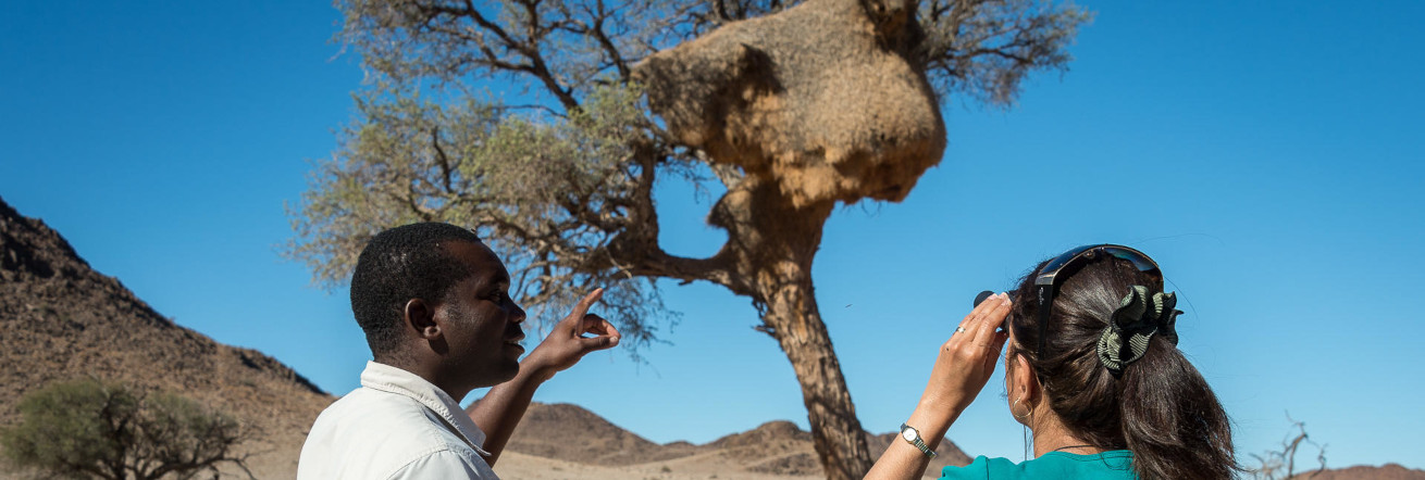 Social weaver nest in a tree, Sossusvlei, Wilderness Little Kulala