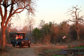 Sunset game drive at Ndlovu Camp