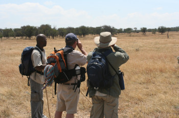 Walking through the Serengeti National Park