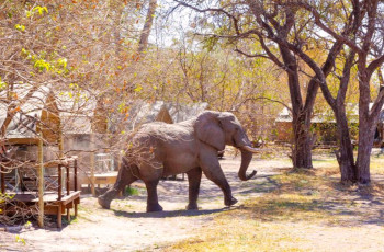 Elephant in camp