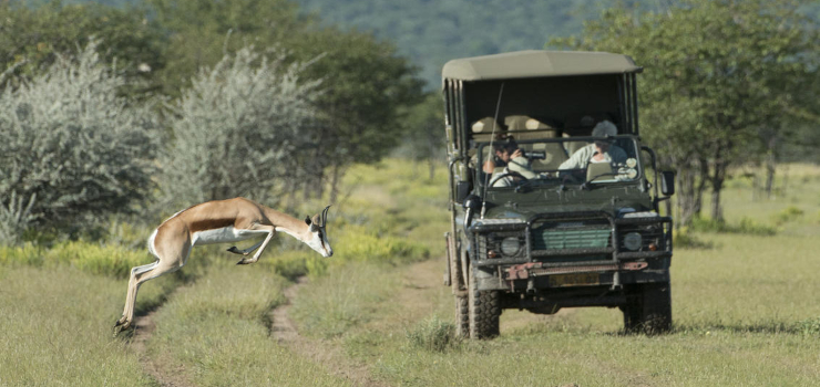 Springbok on a game drive at Ongava, near Etosha, Namibia