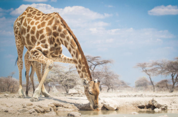 Giraffe drinking