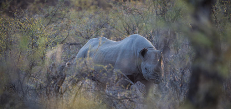 Black rhinos are one of northern Namibia's highlights
