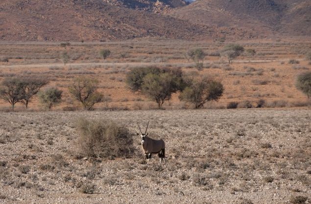 Oryx sighting in the Kgalagadi