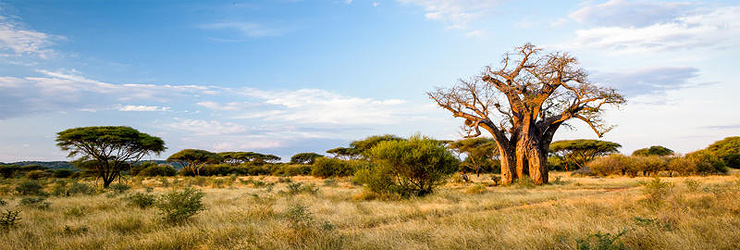 Baobab Tree, Singita Pumashana