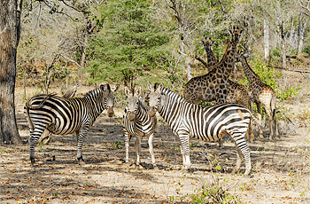 zebra and giraffe