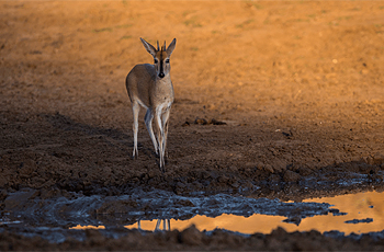 On safari at Singita Pamushana