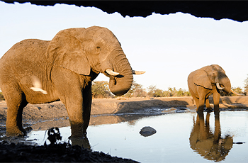 On safari at Singita Pamushana