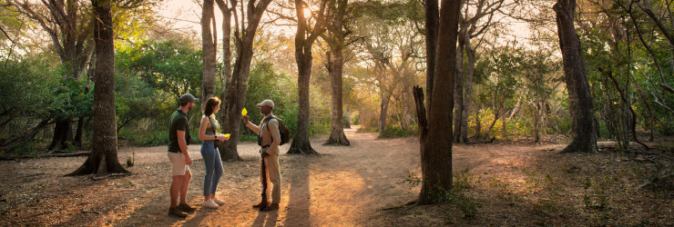 Your guide will show you all the wonders of the Phinda Game Reserve on a walking safari