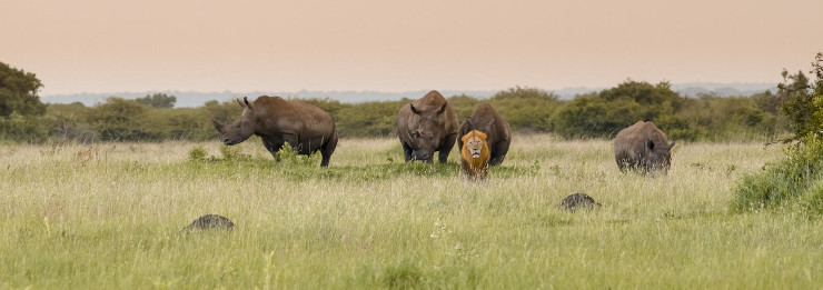 Phinda Private Game Reserve