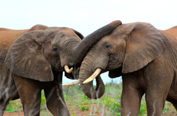 Elephant sighting during a game drive