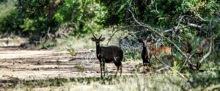 Eswatini Game Drives