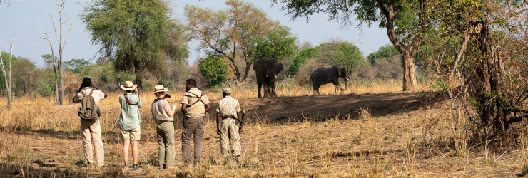 Enjoy close elephant sightings in the South Luangwa National Park