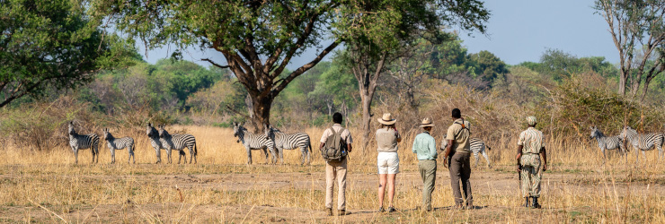  A dazzle of zebra spotted during a walking safari