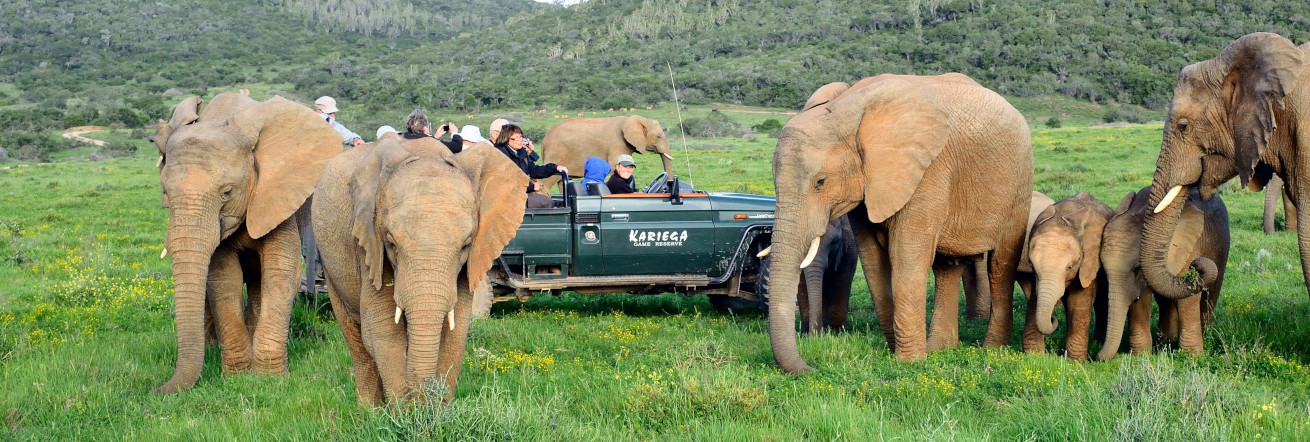 Elephant sighting on safari with Kariega Game Reserve, Eastern Cape