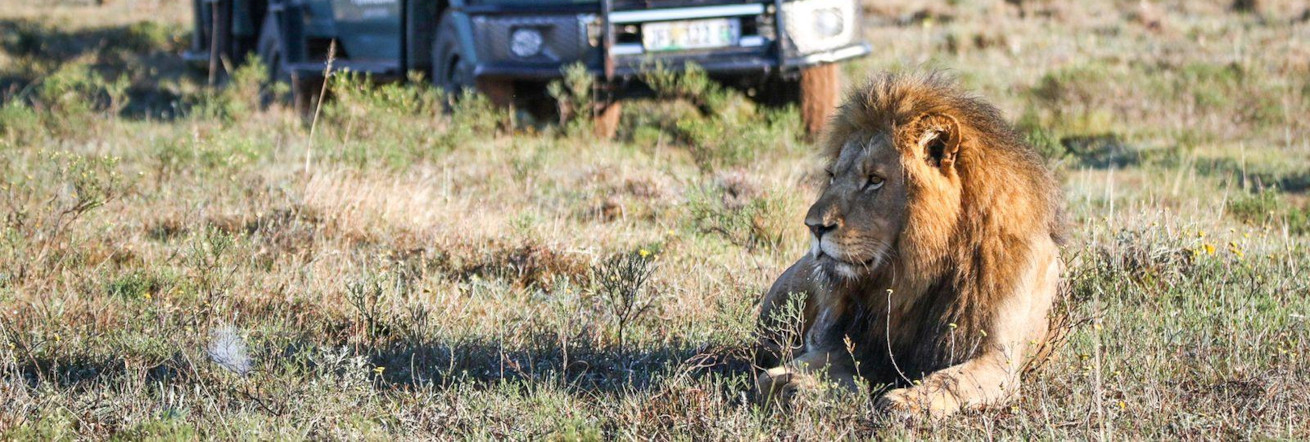 A wonderful lion sighting on safari at Amakhala Safari Lodge, Eastern Cape
