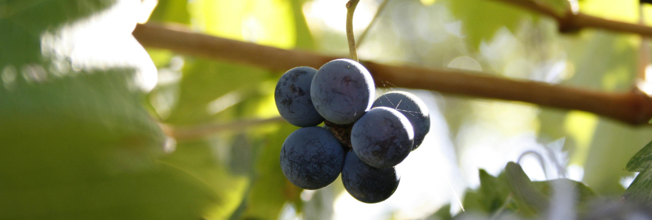 Grapevines in the Cape Winelands