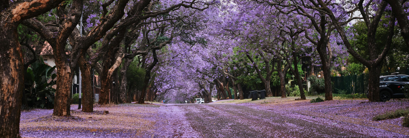 The Jacaranda trees that line Pretoria's streets flower in September