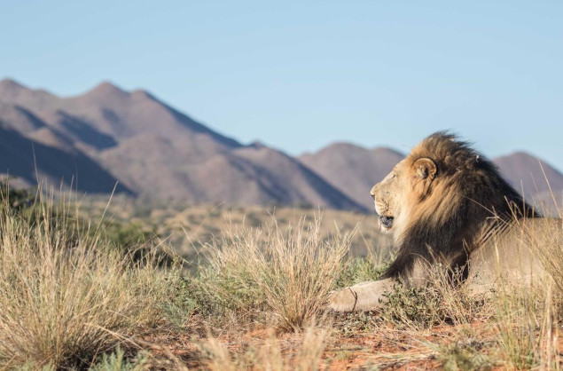 The Black Maned Lion of the Kalahari spotted at Tswalu The Motse Camp