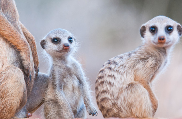 One of the Habituated Meerkat Populations at Tswalu Kalahari Reserve