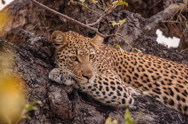A leopard sighting on safari in the Greater Kruger area, Kapama River Lodge