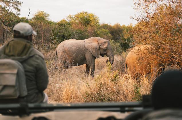 Elephant sighting on a game drive with Simbavati Hilltop Lodge