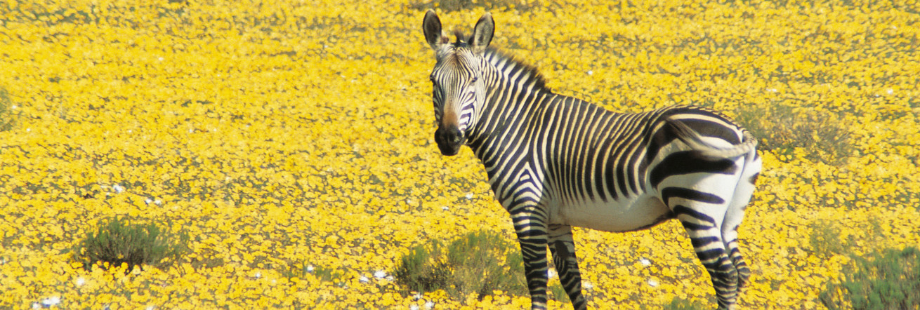 A zebra amongst the wildflowers at Bushmans Kloof Wilderness Reserve