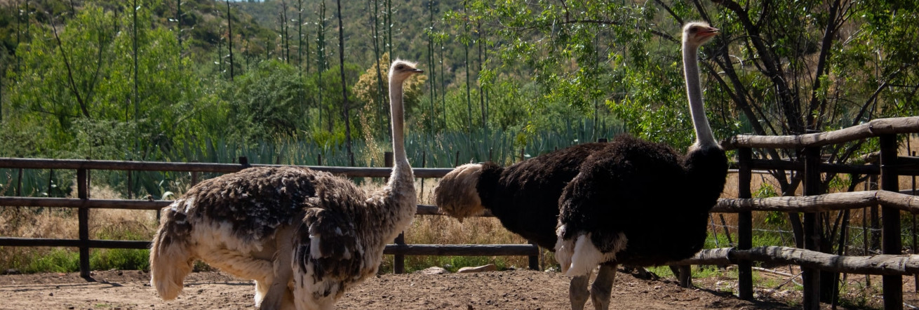 Oudsthoon is known for its ostrich farming, Cango Ostrich Farm