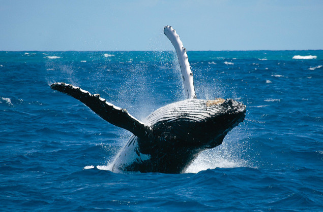 A whale breaching during a whale watching cruise off the coast of Gansbaai