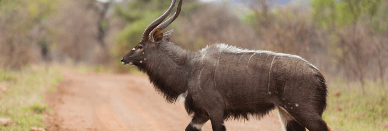 Nyala are one of the more beautiful antelope that are common in the area