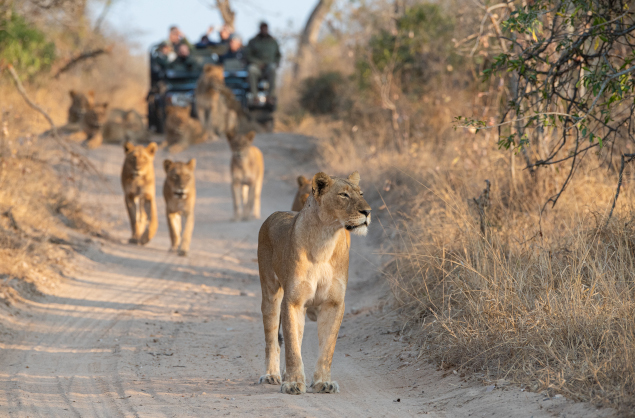 Game drives in the Greater Kruger National Park