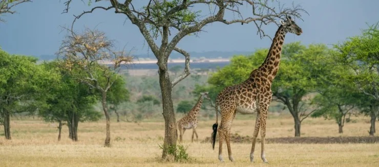 Giraffes on the Serengeti plains