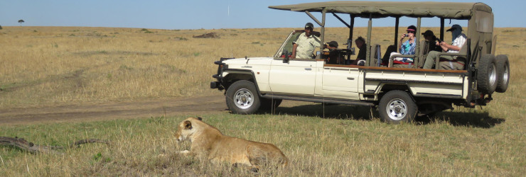 Lion sighting whilst on a game drive