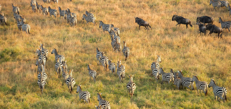 Abundance of game in the Serengeti