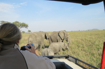 A lovely elephant sighting on safari in the Serengeti