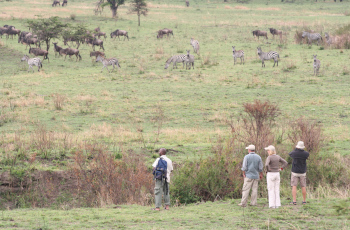 Incredible sighting of Zebra and Wildebeest are a common occurrence in the Serengeti