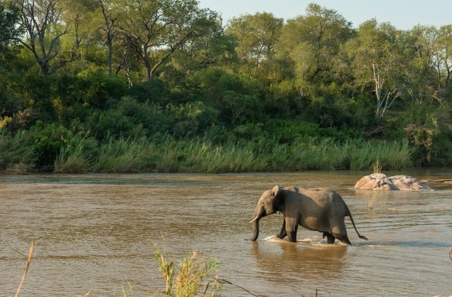 Elephant wading in the Sabie River, Kruger National Park