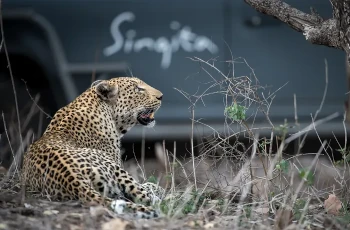 Leopard are among the big cats often seen at Singita