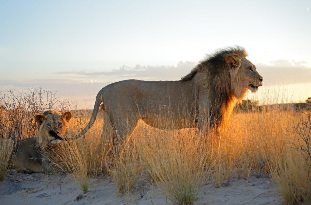Lions are a wonderful sighting in the South African National parks