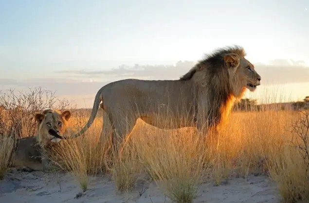 Lions are a wonderful sighting in the South African National parks