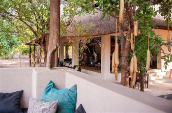 The famous sausage tree overhanging the boma in South Luangwa