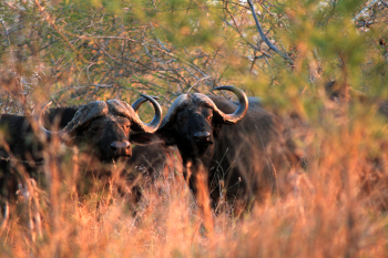 Buffalo sighting at Mhkaya Game Reserve