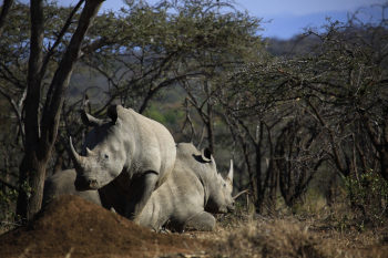 Rhino sighting on a game drive