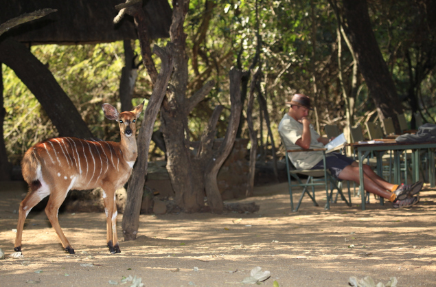 Wildlife walking through Stone Camp at Mkhaya Game Reserve (Big Game Parks)