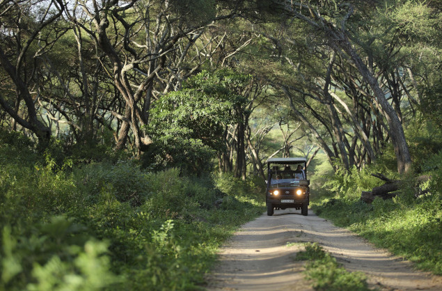 Towering trees as you wind your way through the forests, andBeyond Lake Manyara Tree Lodge