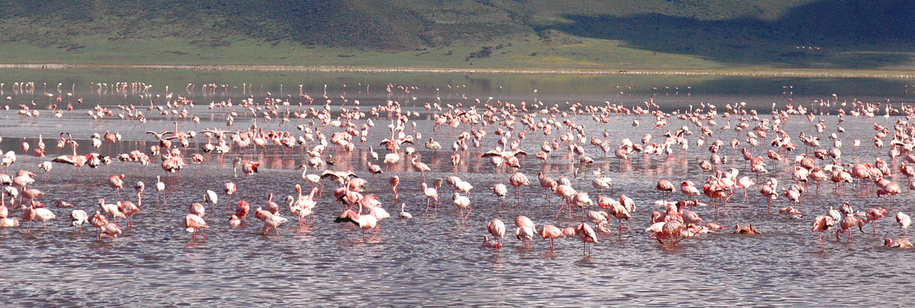Famingos in abundance on the crater floor, andBeyond Ngorongoro Crater Lodge