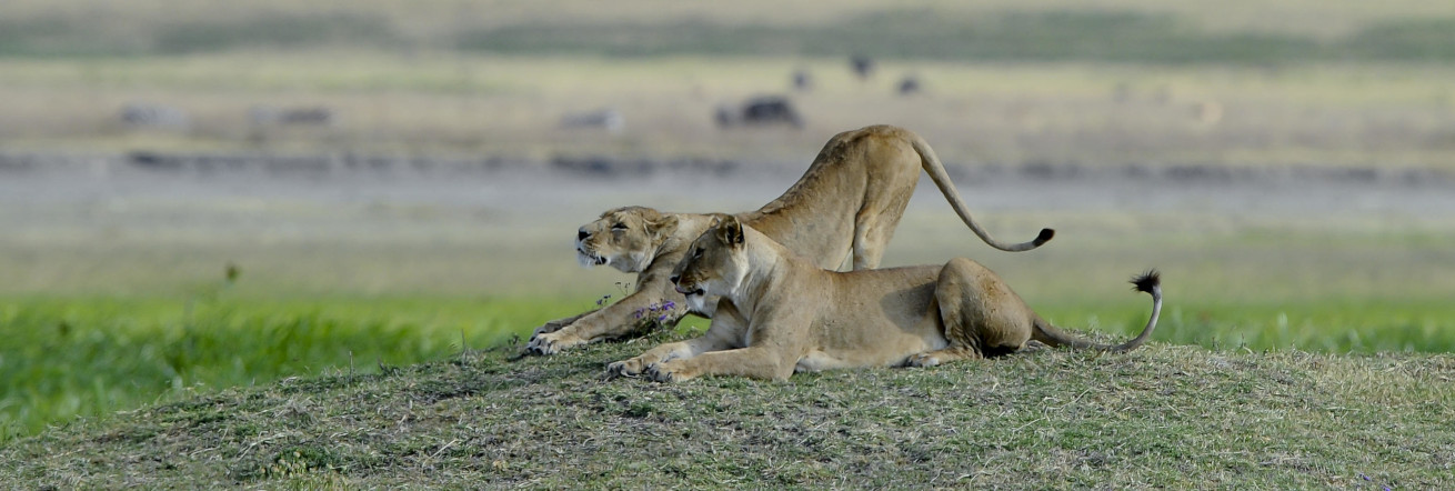 Predator sightings are high with the crater, Ngorongoro Serena Safari Lodge
